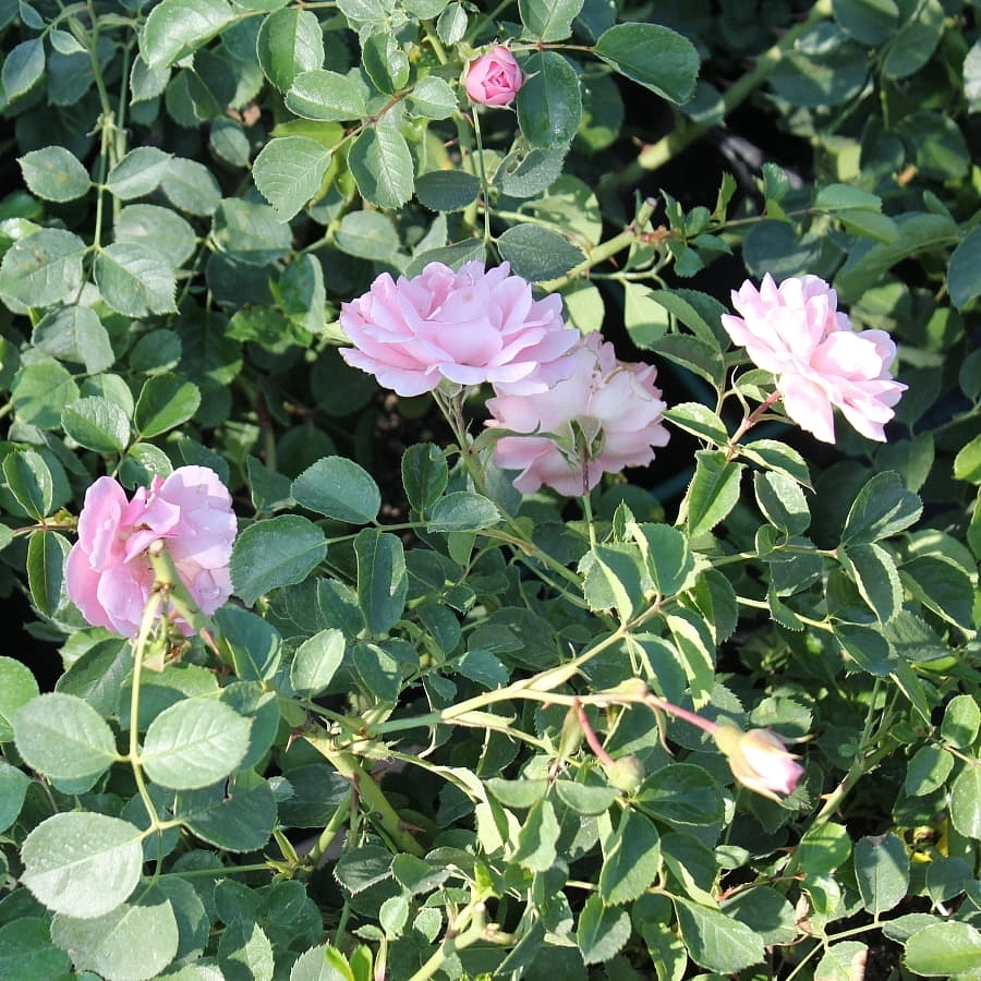 Роза 'Зоммервинд' (почвопокровная) (розовая)