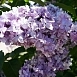 Сирень обыкновенная 'Надежда' (лилово - голубая)