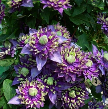 Клематис 'Тайга'