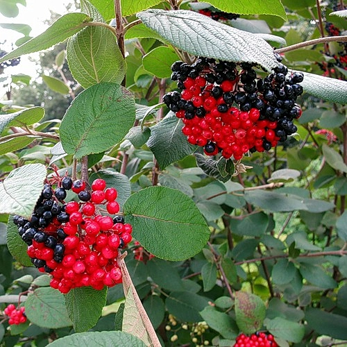 Калина гордовина