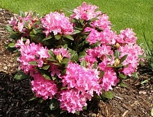 Рододендрон гибридный 'Рокет' (розовый)