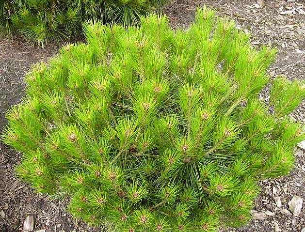 Сосна густоцветная 'Алиса Веркаде'