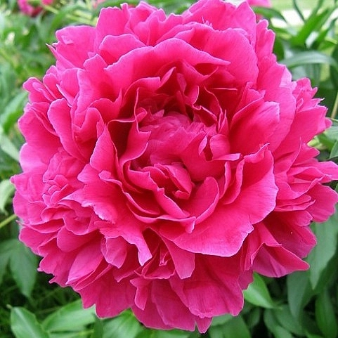 Пион молочноцветковый 'Феликс Крауссе' (малиновый) Пион молочноцветковый 'Феликс Крауссе' (малиновый)