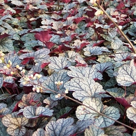 Сильвер Скролс