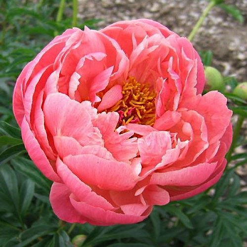 Пион молочноцветковый 'Корал Суприм' (коралово - розовый)