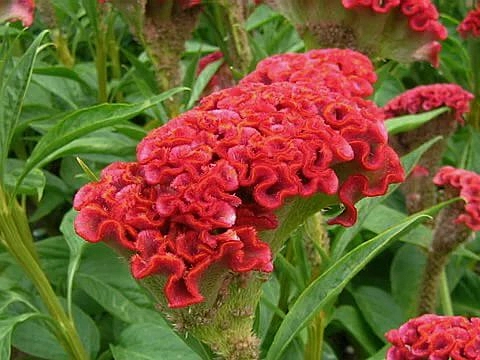 Целозия серебристая гребенчатая 'Армор Ред'