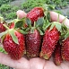 Земляника (клубника) 'Купчиха'