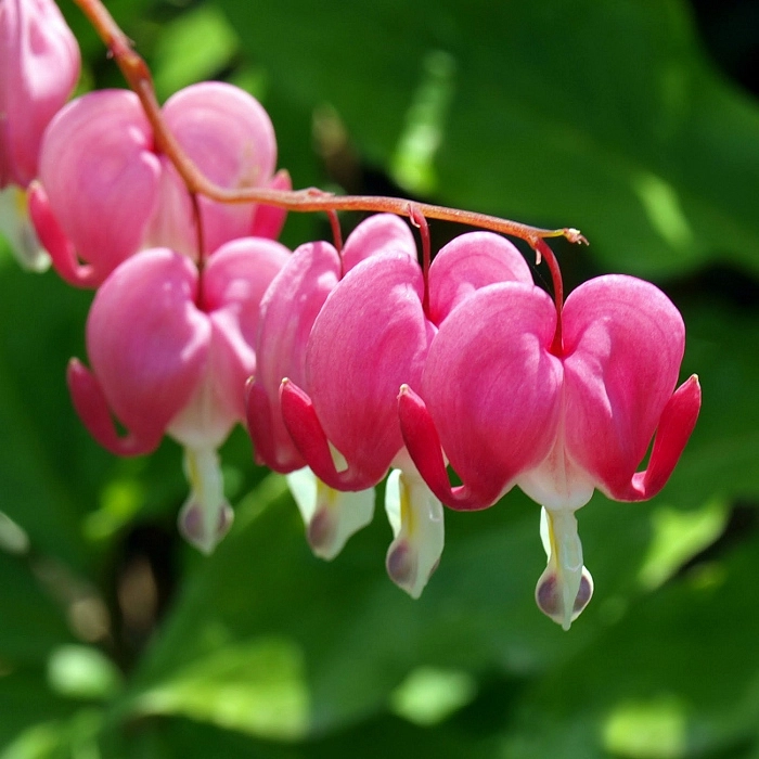 Дицентра великолепная