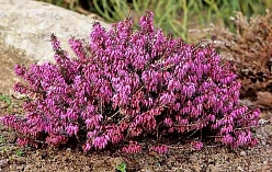 Эрика дарленская 'Крамерс Рот'