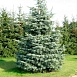 Пихта одноцветная