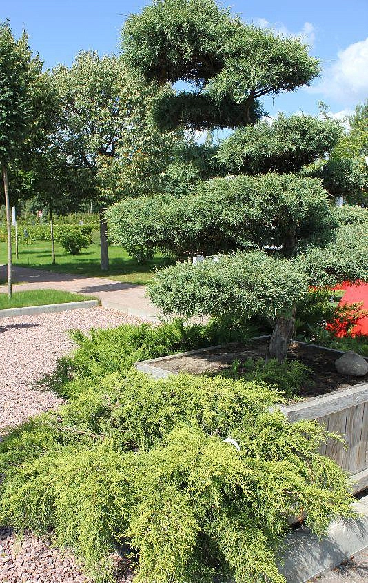 Композиция сосна Бонсай