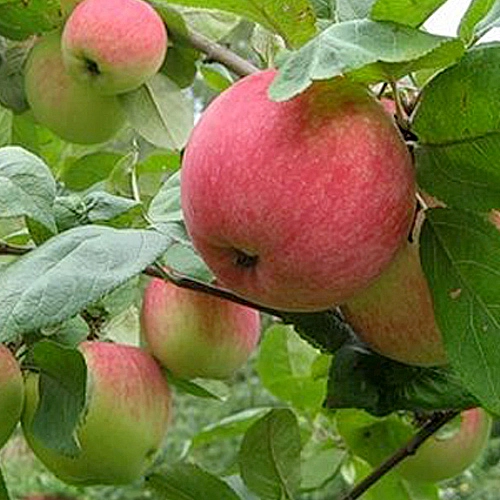 Яблоня колоновидная 'Стелла'