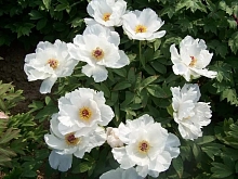 Пион древовидный 'Вайт Феникс' (белый)