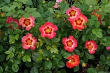 Роза 'Бабилон Корал Айз' (миниатюрная) (розовая с оранжевым)