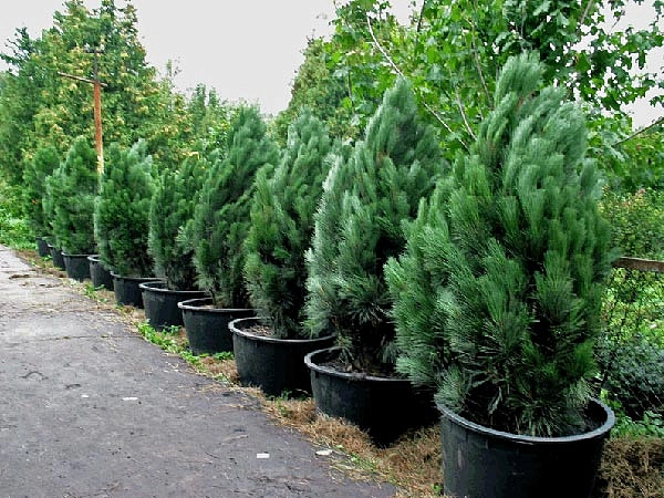 Сосна черная 'Фастигиата'