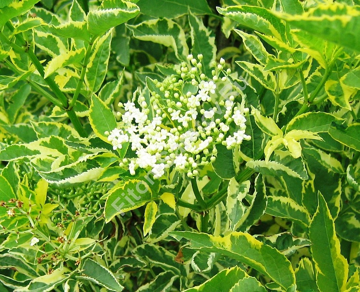 Бузина черная 'Мaдонна'