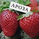 Земляника (клубника) 'Ароза'