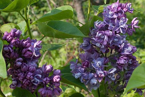 Сирень обыкновенная 'Ле Нотр' (лилово - голубая)