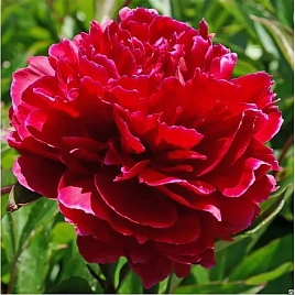 Пион молочноцветковый 'Ред Сара Бернар' (красно - малиновый)
