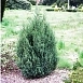 Можжевельник китайский 'Стрикта'