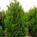 Туя складчатая 'Корник'