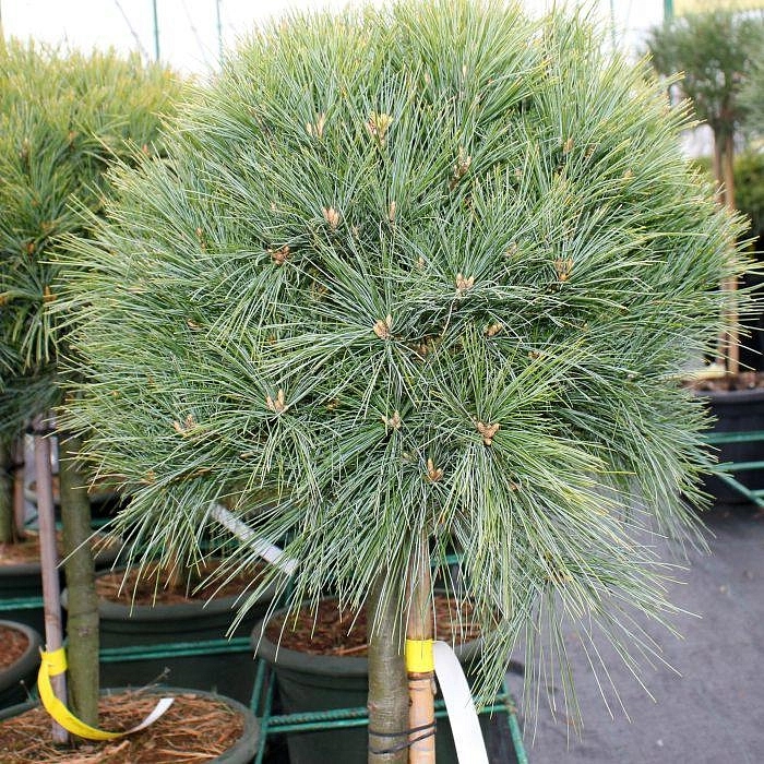 Сосна веймутова 'Минима'