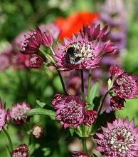 Астранция крупная 'Руби Клауд'
