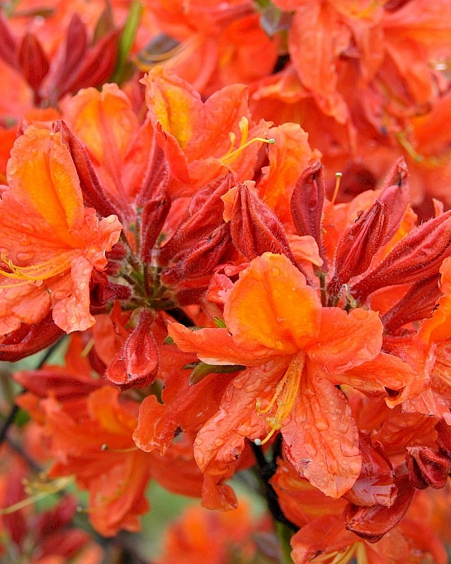 Рододендрон желтый (азалия) 'Сани бой' (оранжевый)