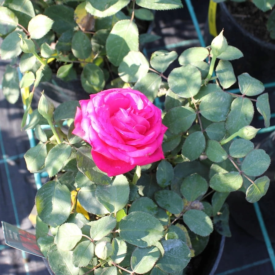 Роза 'Доминика' (чайно-гибридная) (красная)