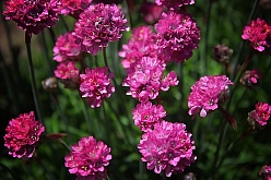 Армерия 'Балерина Лилак' 