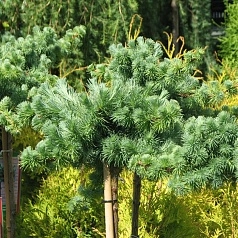 Лиственница тонкочешуйчатая (Кемпфера, японская) 'Блю Дварф'