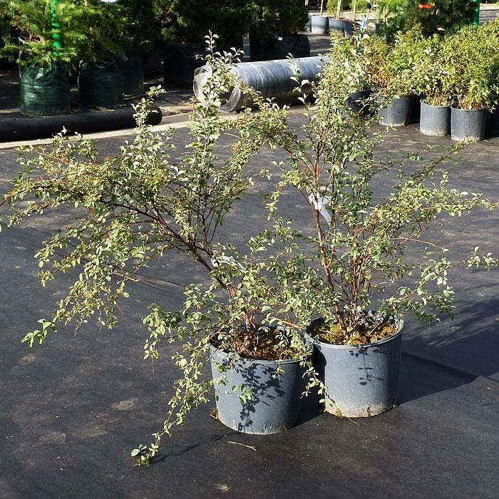 Спирея Вангутта