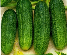 Огурец 'Либелла'