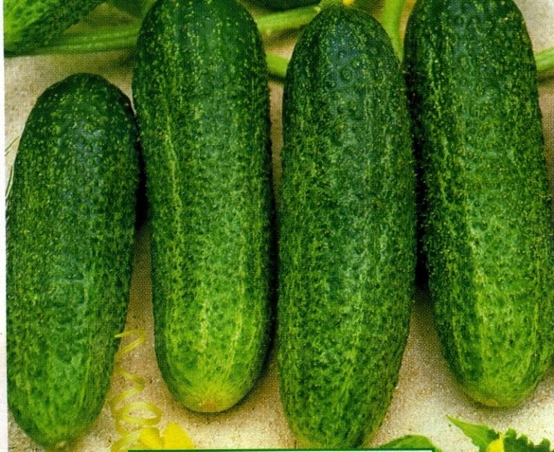 Огурец 'Либелла'