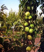 Яблоня колоновидная 'Икша'