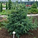Сосна мелкоцветковая 'Негиши'