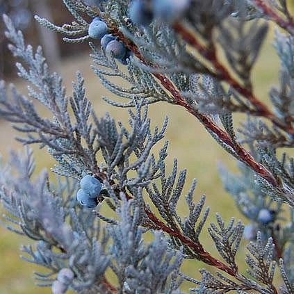 Можжевельник скальный 'Мунглоу'