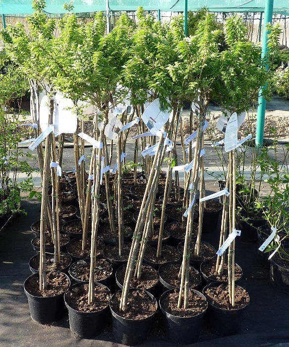 Вяз малый 'Жаклин Хиллер'