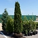 Туя западная 'Брабант'