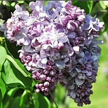 Сирень обыкновенная 'Маршал Ланн' (пурпурно-лиловые)