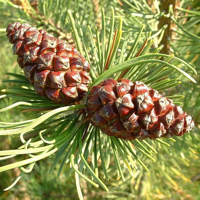 Пиши хвойный. Сосна Пицундская шишки. Pinus Sylvestris шишки. Сосна Джеффри семена.