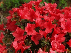 Рододендрон тупой (азалия) 'Арабеск' (красный)