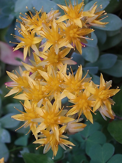 Седум 'Сельского Селси' желтый