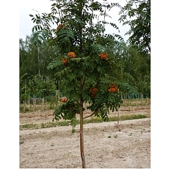 Рябина обыкновенная Рябина обыкновенная