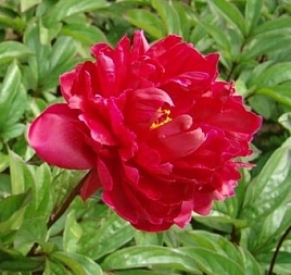 Пион молочноцветковый 'Мадам Годишо' (красно - малиновый)