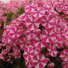 Флокс метельчатый 'Пеперминт Твист'