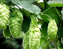 Хмель обыкновенный (Humulus lupulus)