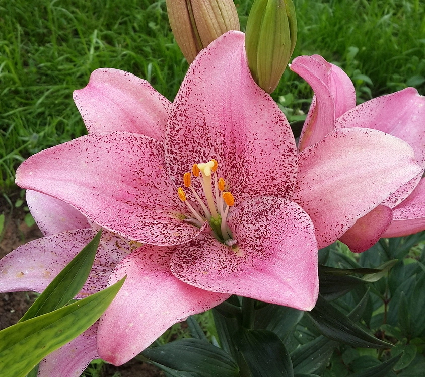 Лилия гибрид 'Свит Шуга'