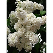 Сирень обыкновенная 'Принцесса Клементина' (белая)