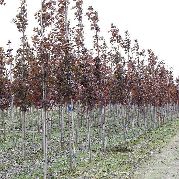 Клен остролистный 'Файервью'